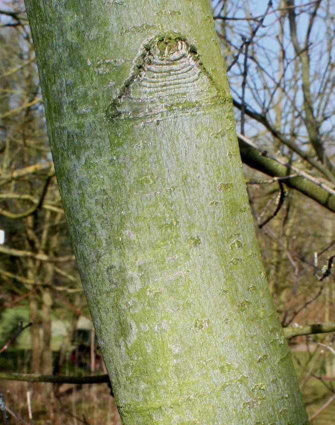 Image of Acer circinatum specimen.