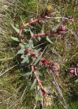 Euphorbia palustris. Растение с бутонами. Украина, г. Запорожье, о-в Хортица, северный берег. 05.04.2014.