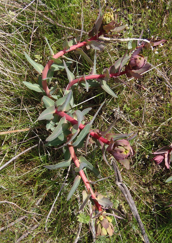 Изображение особи Euphorbia palustris.