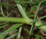 Bilacunaria boissieri