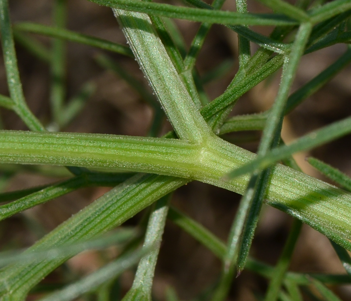 Image of Bilacunaria boissieri specimen.