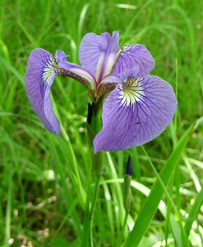 Изображение особи Iris setosa.