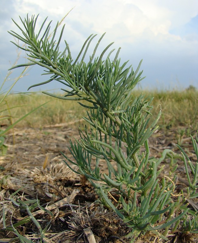 Image of Suaeda prostrata specimen.