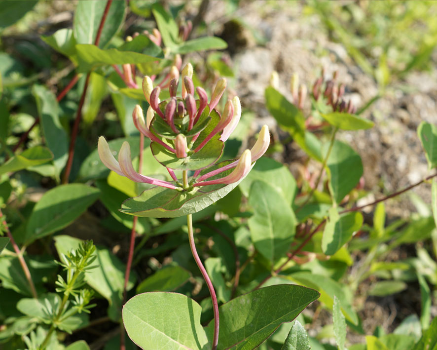 Image of Lonicera caprifolium specimen.