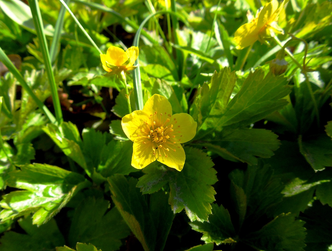 Image of Waldsteinia ternata specimen.