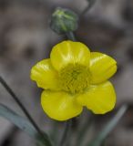Ranunculus illyricus. Цветок. Греция, Халкидики, окр. г. Полигирос (Πολύγυρος). 15.05.2014.