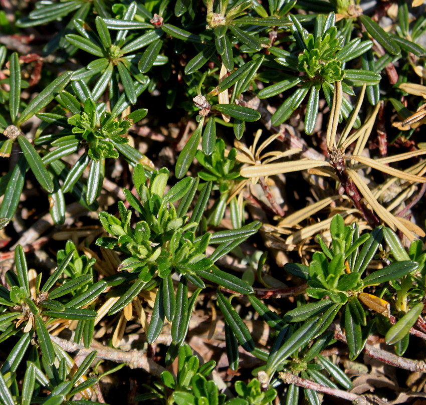 Image of Daphne arbuscula specimen.