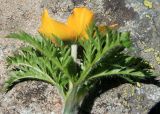 Pulsatilla aurea