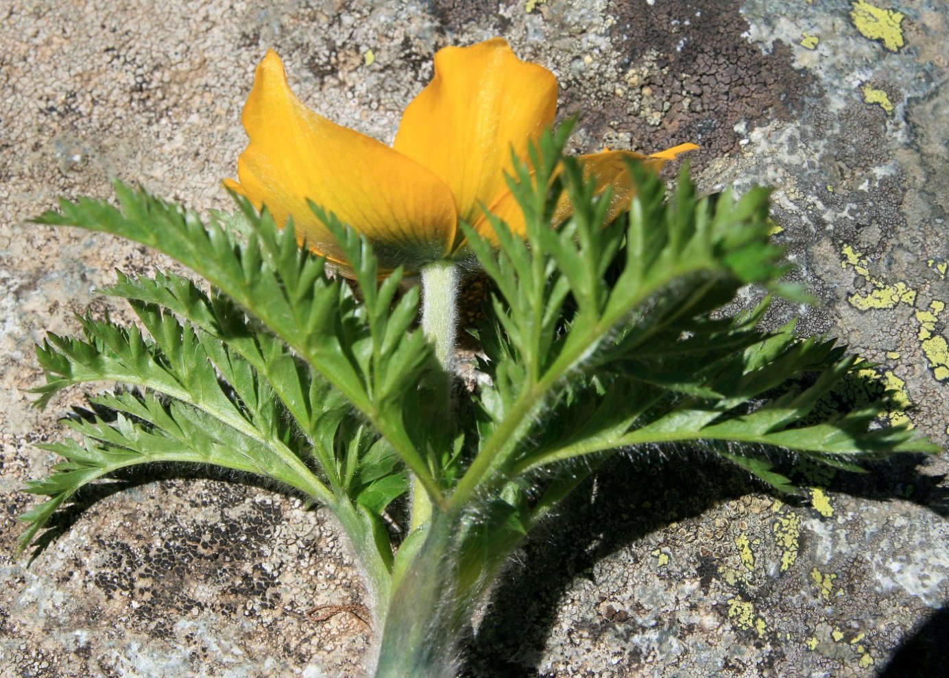 Изображение особи Pulsatilla aurea.