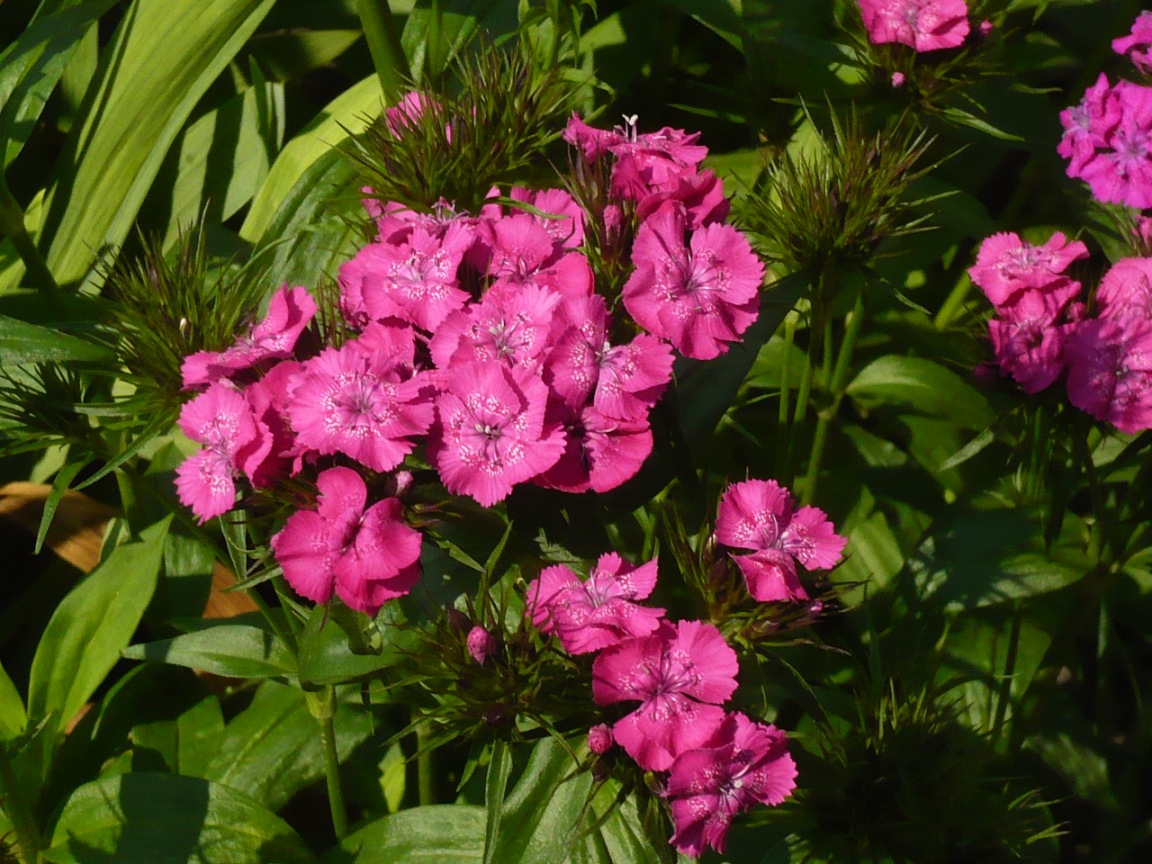 Изображение особи Dianthus barbatus.