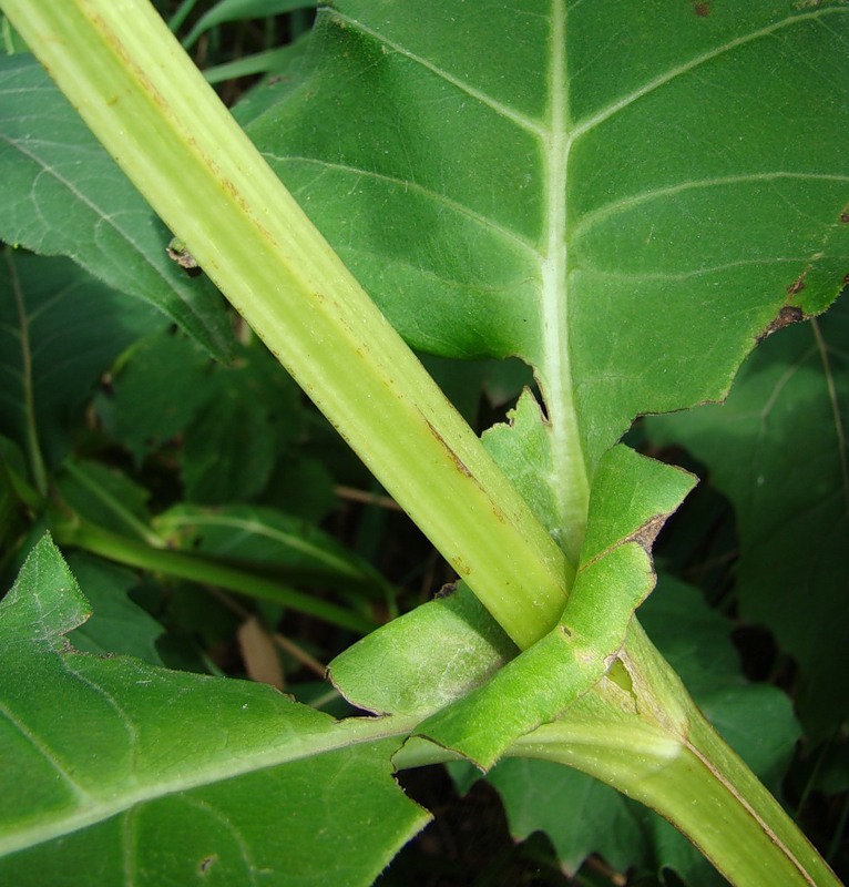 Изображение особи Silphium perfoliatum.