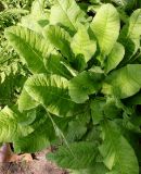 Primula bulleyana. Листья. Германия, г. Дюссельдорф, Ботанический сад университета. 02.06.2014.