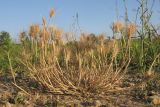 Hordeum geniculatum