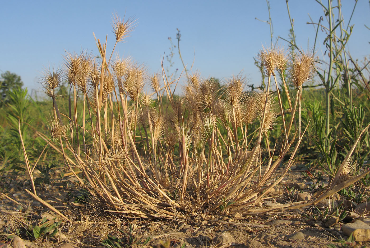 Изображение особи Hordeum geniculatum.