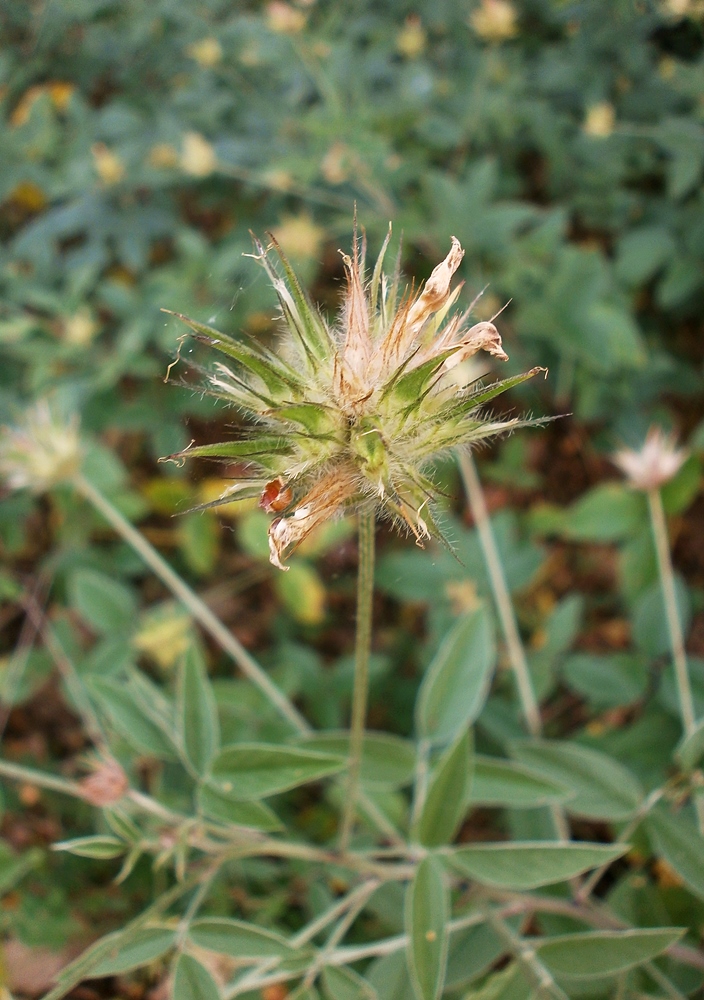 Image of Psoralea bituminosa ssp. pontica specimen.