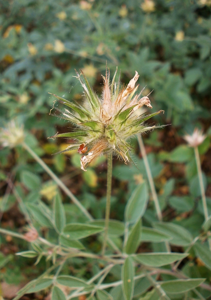 Изображение особи Psoralea bituminosa ssp. pontica.