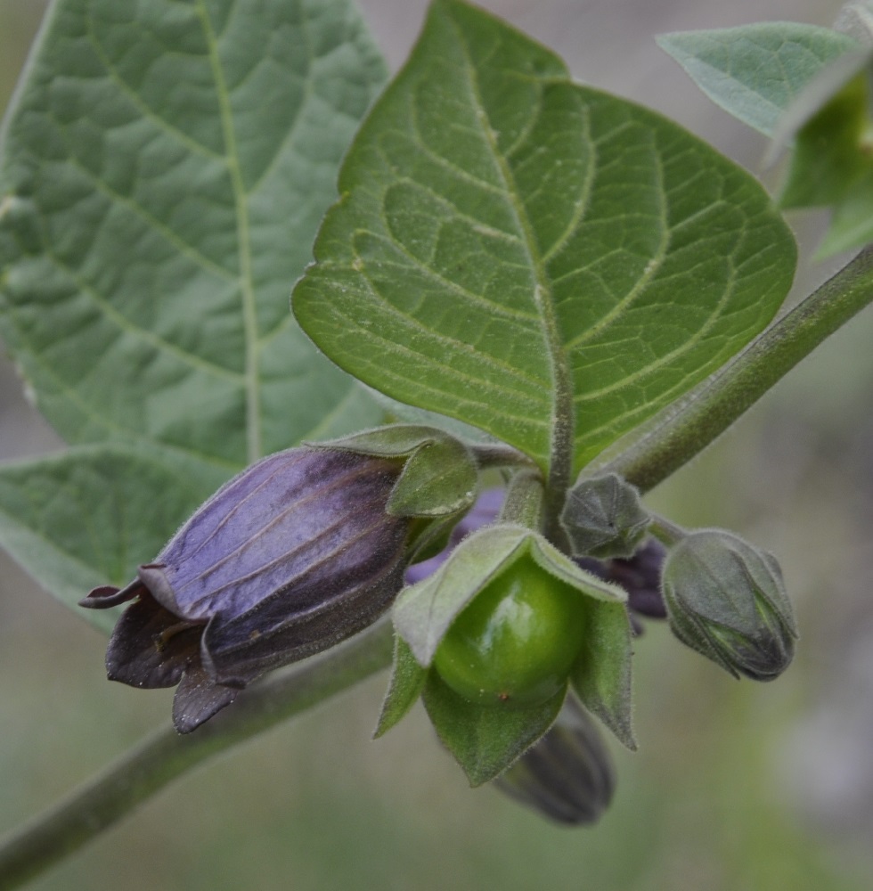 Image of Atropa bella-donna specimen.