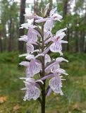 Image of taxon representative. Author is Наталия Панкова