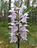 Dactylorhiza maculata. Соцветие. Тверская обл., Кимрский р-н, окр. дер. Ларцево, кустарничково-сфагновый сосняк. 11.07.2014.