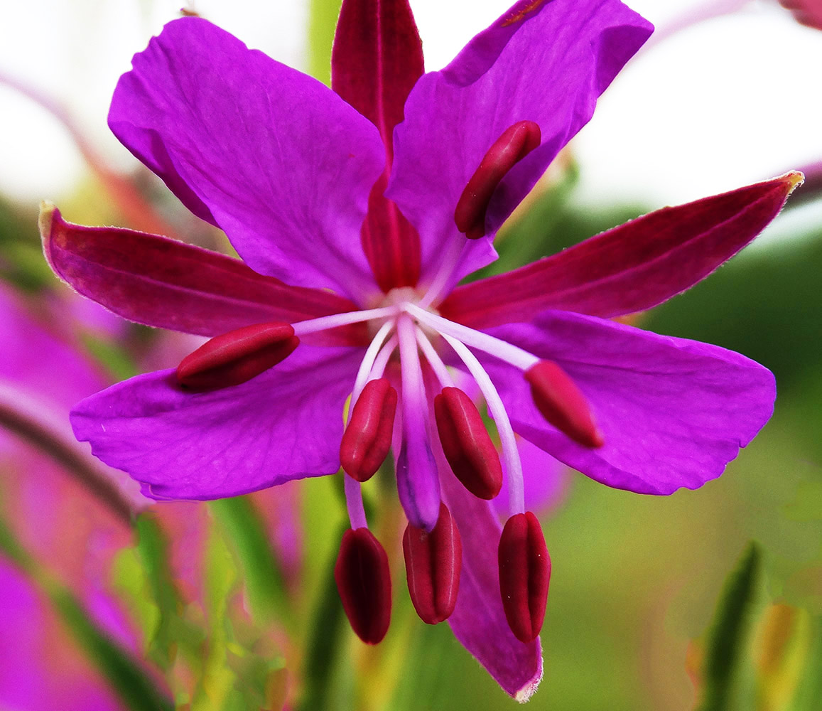 Image of Chamaenerion angustifolium specimen.