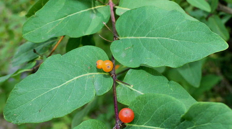 Image of genus Lonicera specimen.