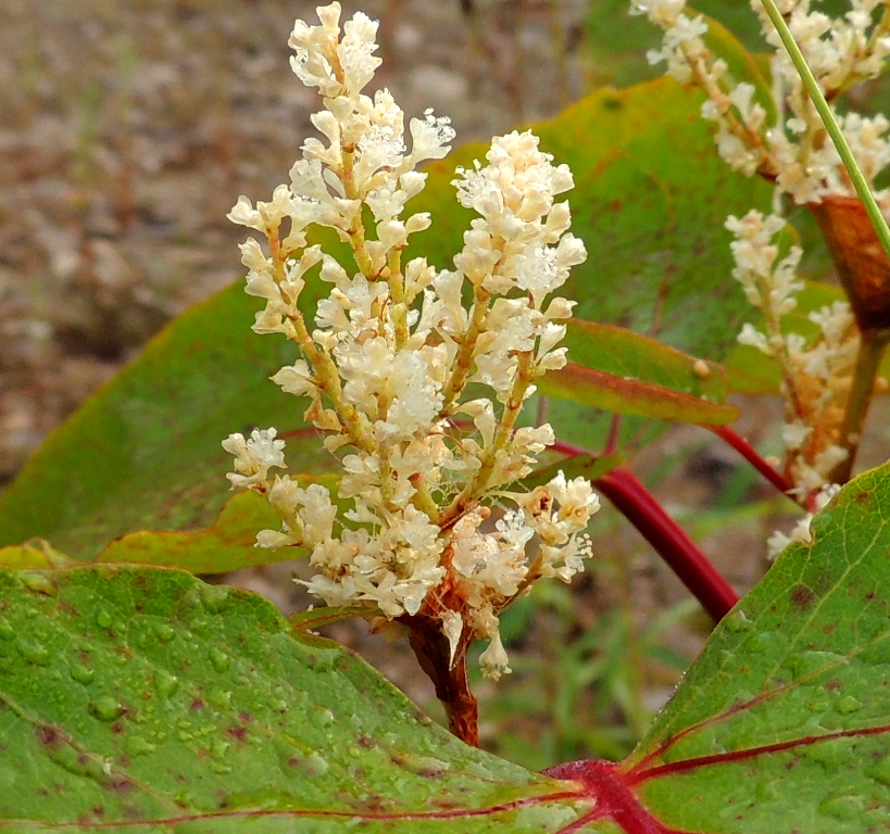 Изображение особи Reynoutria sachalinensis.