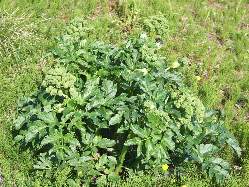 Image of Archangelica officinalis specimen.