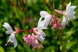 Gaura lindheimeri