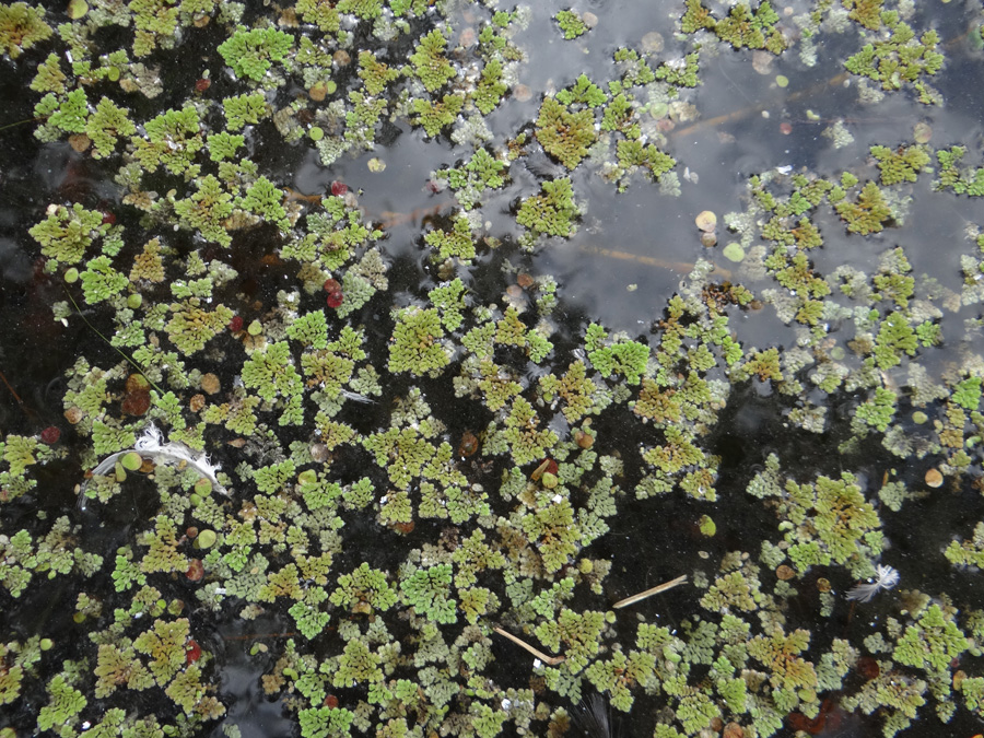Image of Azolla caroliniana specimen.