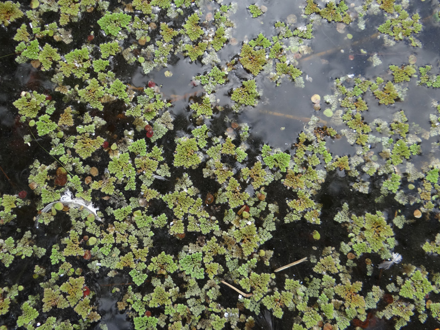 Изображение особи Azolla caroliniana.