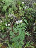 genus Solanum. Верхушка цветущего растения. Перу, археологический комплекс Мачу-Пикчу, склон горы Мачу-Пикчу. 13 марта 2014 г.