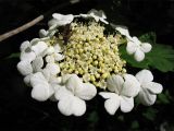 Viburnum opulus