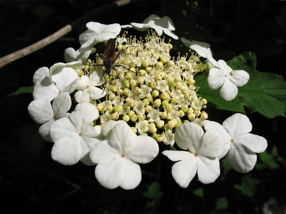 Image of Viburnum opulus specimen.