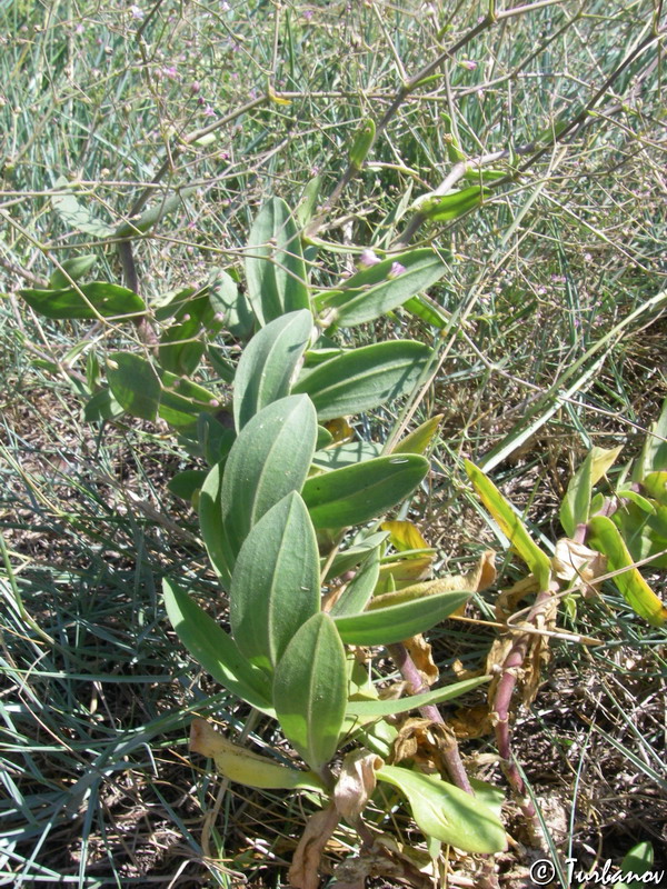 Image of Gypsophila perfoliata specimen.