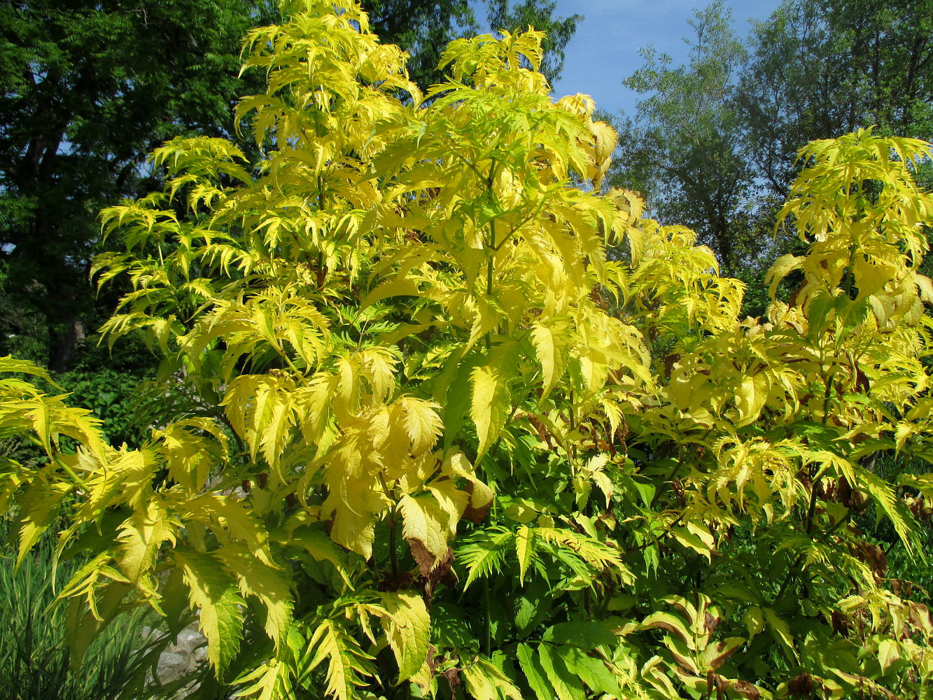 Image of genus Sambucus specimen.