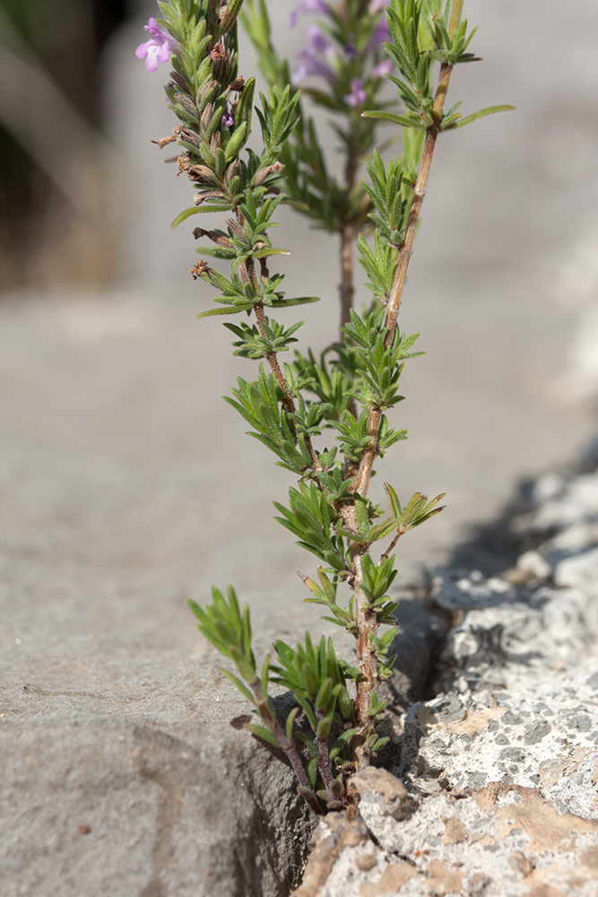 Image of Micromeria cristata ssp. kosaninii specimen.