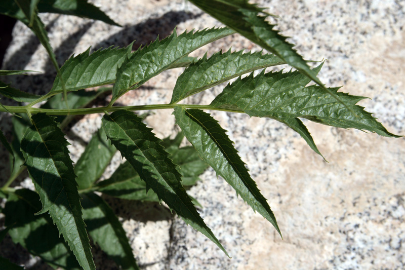 Image of Datisca cannabina specimen.