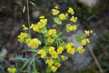 Euphorbia jaxartica