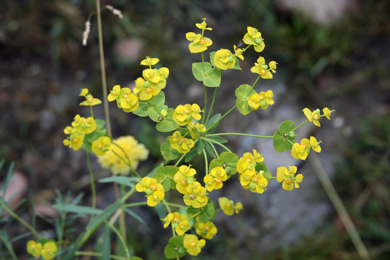 Изображение особи Euphorbia jaxartica.