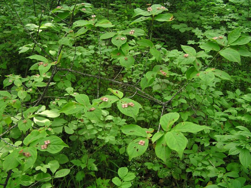 Image of Euonymus pauciflorus specimen.