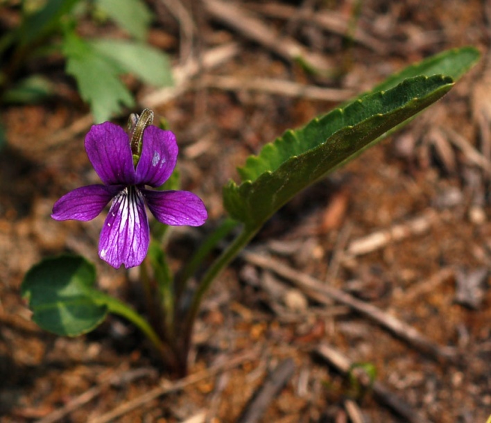 Image of Viola mandshurica specimen.