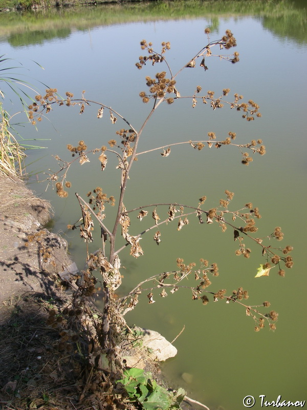 Image of Arctium &times; mixtum specimen.