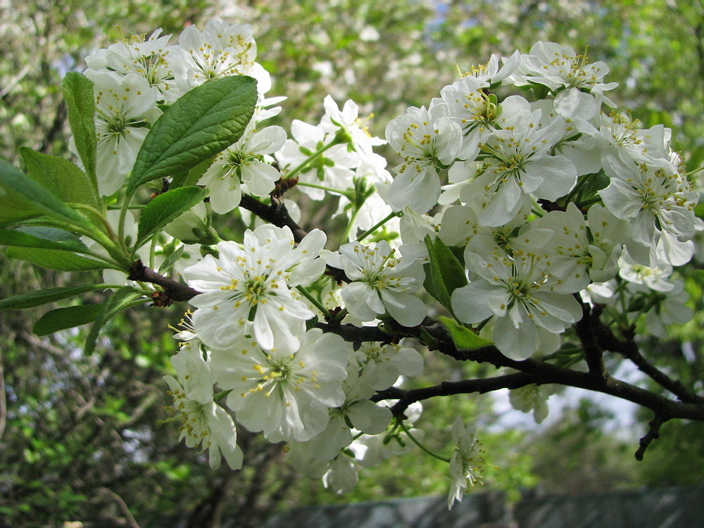 Изображение особи Prunus domestica.