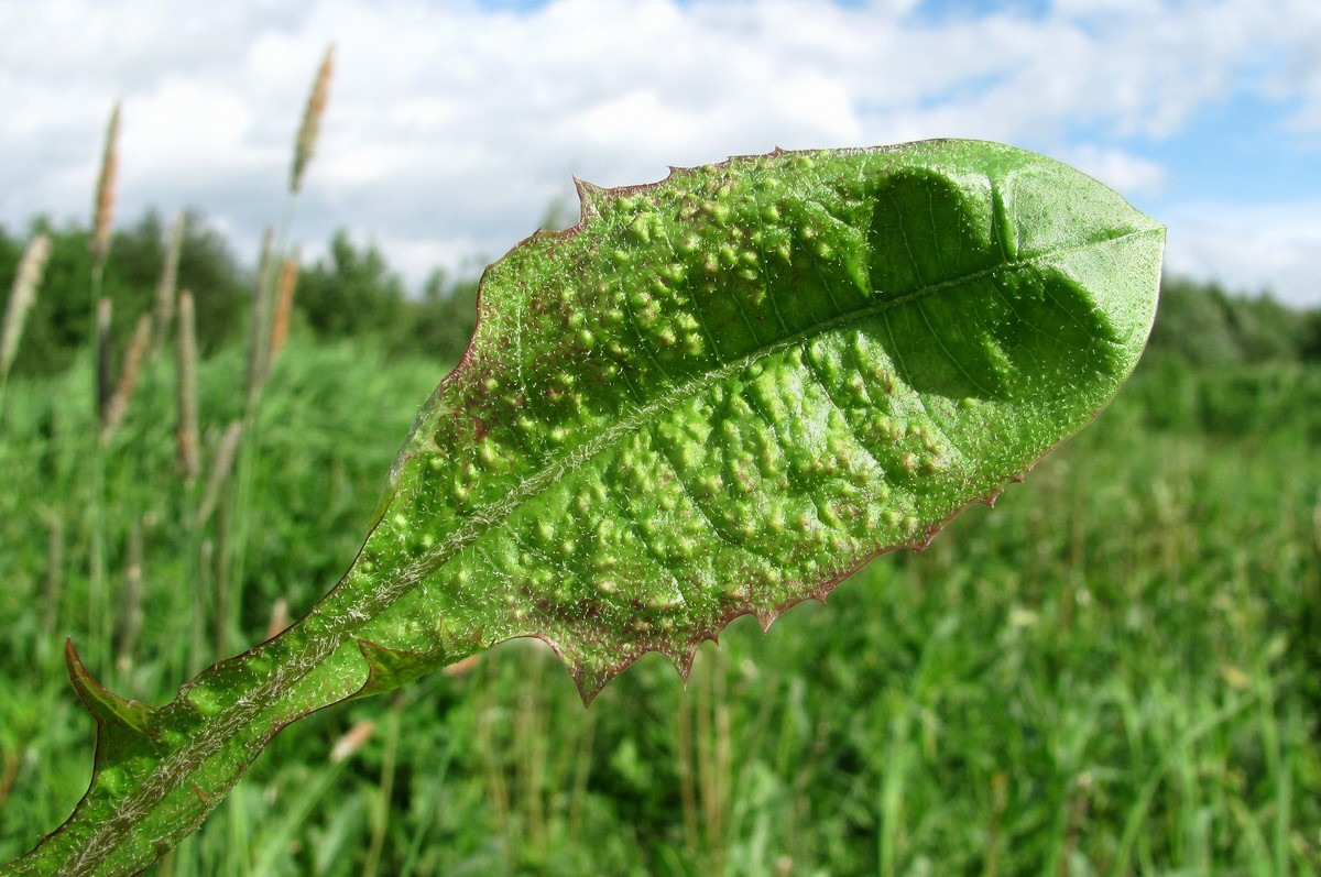 Изображение особи Taraxacum officinale.