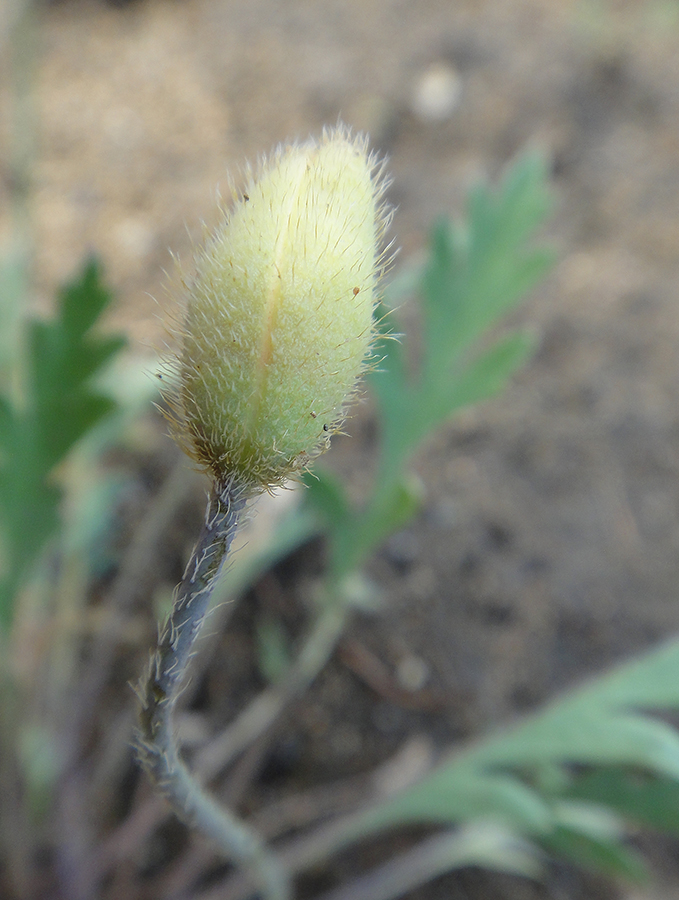 Image of Papaver nudicaule specimen.