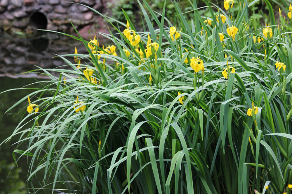 Изображение особи Iris pseudacorus.