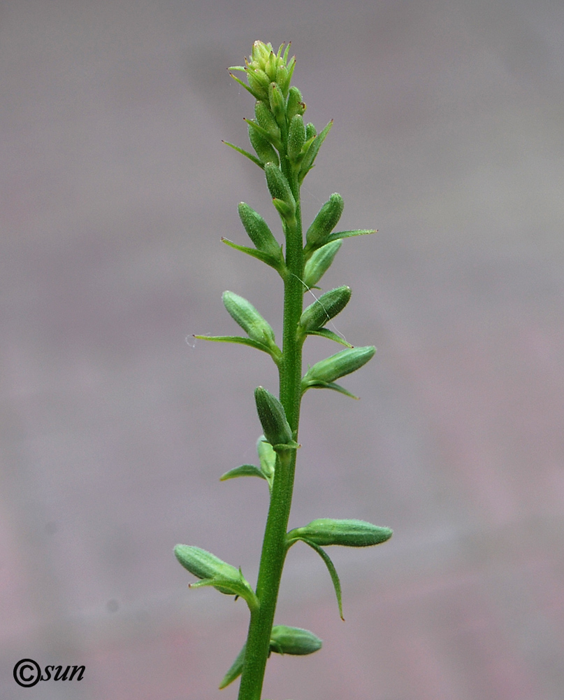 Image of Campanula rapunculoides specimen.