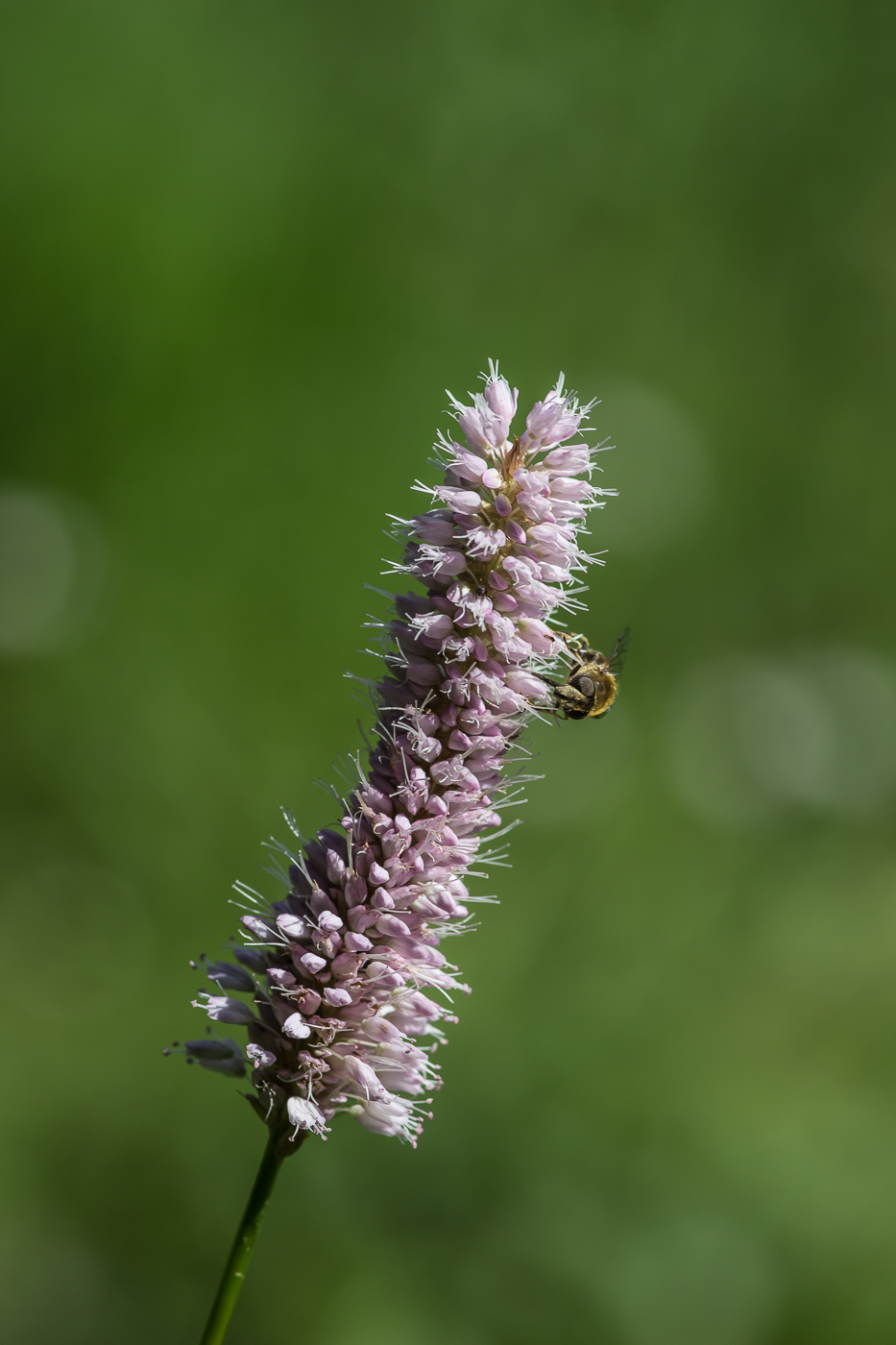 Изображение особи Bistorta officinalis.