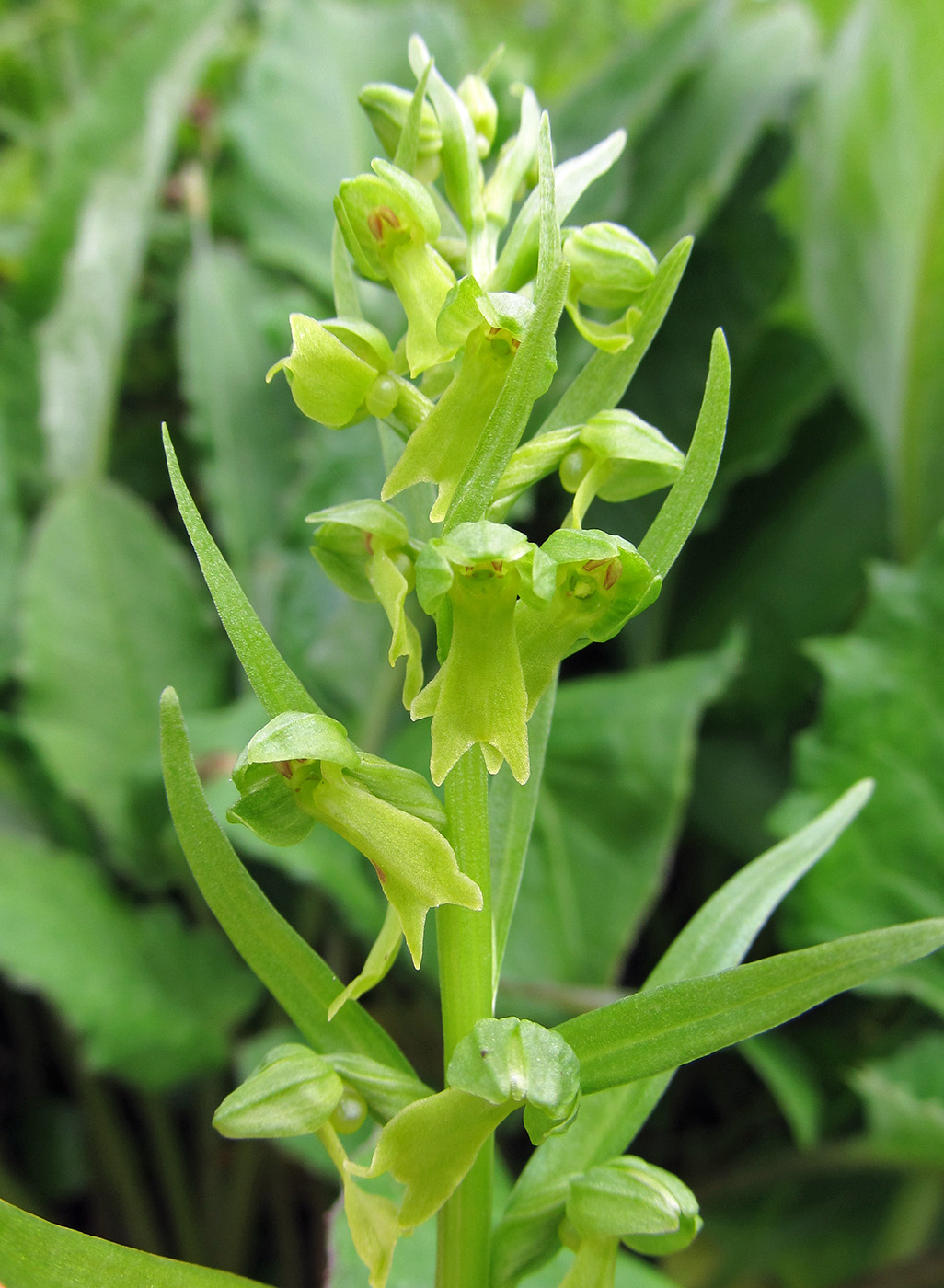 Image of Dactylorhiza viridis specimen.