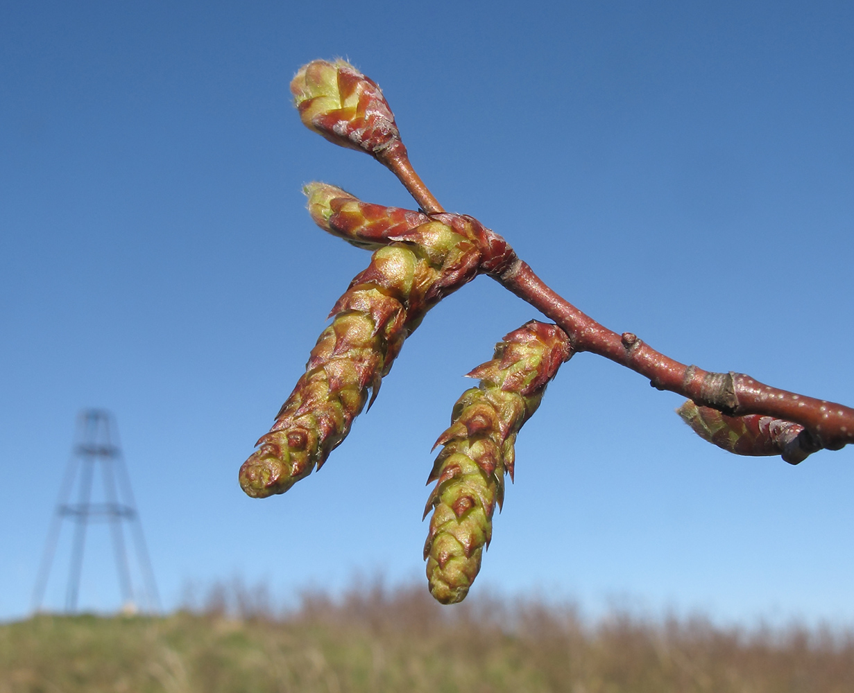 Изображение особи Carpinus orientalis.